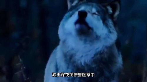 阿夜狼王饲养录,揭秘神秘狼群的饲养传奇